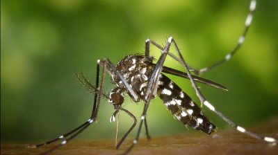 Внимание: Банани и бира привличат комарите като мухи на мед