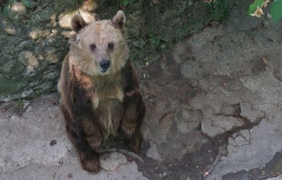 Страховито: Мечка с малко мече нападна мъж край Лясково и му отхапа ръката
