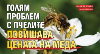 Голям проблем с пчелите повишава цената на меда 