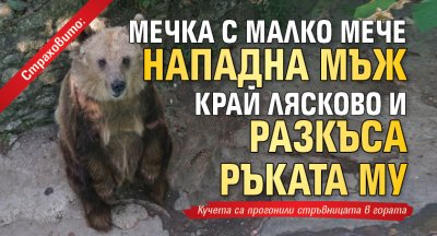 Страховито: Мечка с малко мече нападна мъж край Лясково и разкъса ръката му