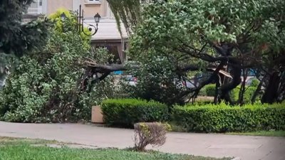 Дървото-убиец в Пловдив било фитосанитарно здраво 