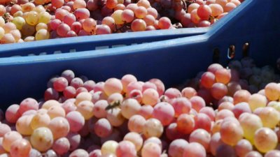 Горчиво и скъпо вино: Очаква се с 30% по-слаба реколта от грозде