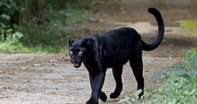 Кметът на Тутракан: Проверихме с кучета, пантерата я няма