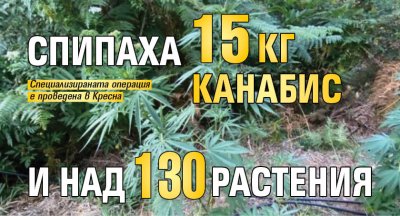 Спипаха 15 кг канабис и над 130 растения