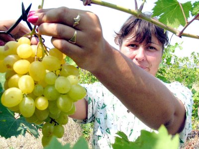 Лозари и винари отчитат тежка година