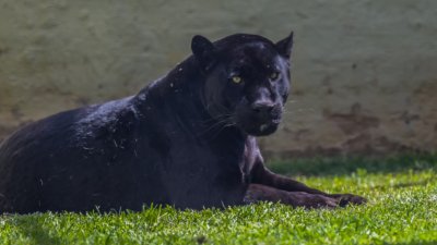 Кризисен щаб в Тутракан за пантерата: Умуват с жива примка ли да я ловят, или с кучета