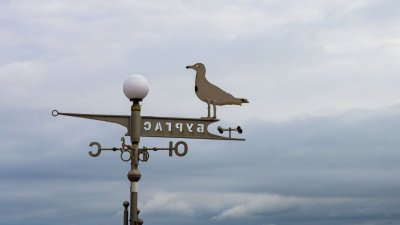 Неизвестен отстрелва котки и гларуси в Бургас