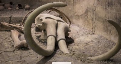 Любопитна находка: Зъб на мамут откриха на брега на Рейн