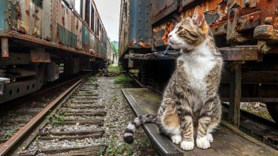Котка бяга два пъти от вкъщи, намират я в пивоварна в Нотингам