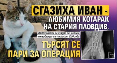 Сгазиха Иван - любимия котарак на Стария Пловдив, търсят се пари за операция