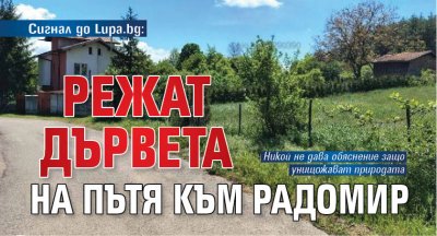 Сигнал до Lupa.bg: Режат дървета на пътя към Радомир
