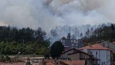 Пожарът край Варна е изпепелил 50 декара гора 