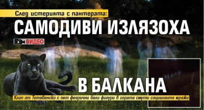 След истерията с пантерата: Самодиви излязоха в Балкана (ВИДЕО)