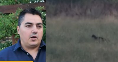 Заснелият черния леопард: Не беше по-едро от питбула ми, гонеше плячка