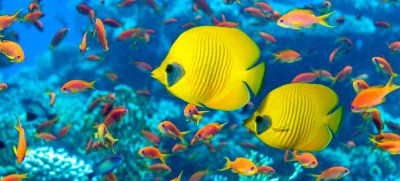 Пробив! Биолози записаха скандал между риби