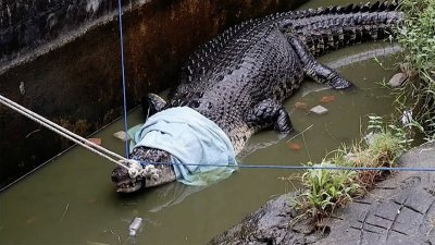 Жена беше убита от крокодил в Индонезия