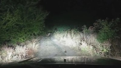 Няма да гърмят стръвницата от Сопот