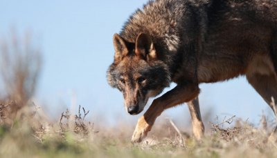 Вълк нападна 5-годишно момиче на плаж в Халкидики