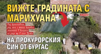 Вижте градината с марихуана на прокурорския син от Бургас (ВИДЕО)