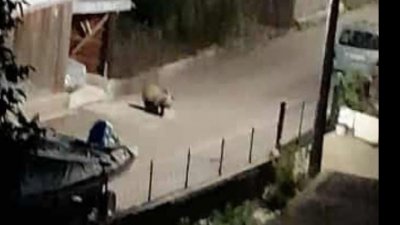 Абсурд в Севлиевско: Властите отчитат 0 мечки, горските са преброили 170