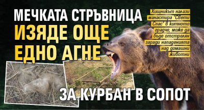 Мечката стръвница изяде още едно агне за курбан в Сопот