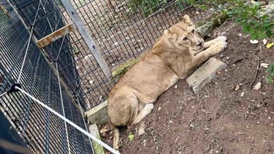 Лъв и две лъвици ще радват гостите на зоопарка в Стара Загора