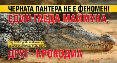 Черната пантера не е феномен! Един гледа маймуна, друг - крокодил