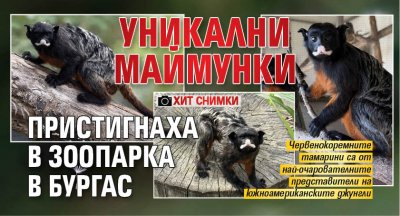 Уникални маймунки пристигнаха в зоопарка в Бургас (ХИТ ФОТО)