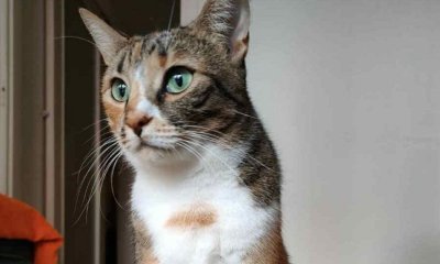 След 9 дни издирване, откриха котката, изабягала на летището в Ларнака