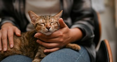 Учените доказаха: Котките лекуват стреса чрез уникална химическа реакция
