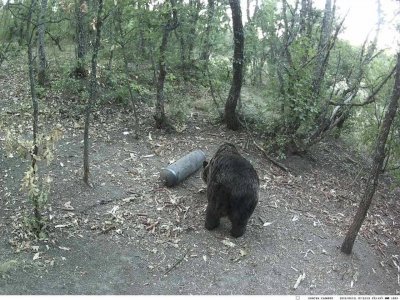 ХИТ СНИМКИ: Ловната дружинка на село Бегово намери кафява мечка