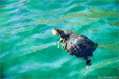 Морски костенурки нападат плувците край Крит