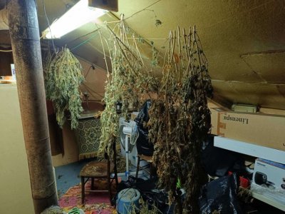Разкриха оранжерия за марихуана край Добрич