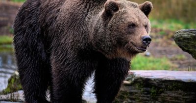 Мечка се разходи в центъра на смолянско село