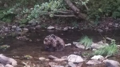 Почина мечето, което бе спасено край река в Смолян