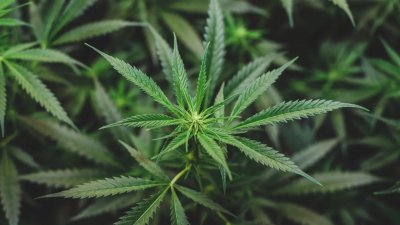 Германия ограничава онлайн продажбите на канабис заради рязък ръст на вноса след легализацията