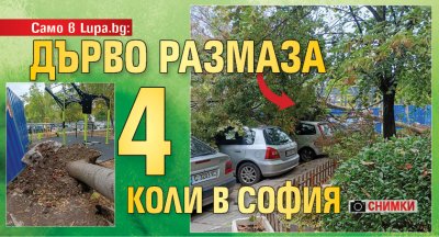 Само в Lupa.bg: Дърво размаза 4 коли в София (СНИМКИ)