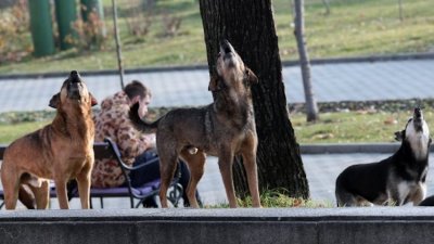 Казичене пропищя от бездомни псета, нападат деца и възрастни