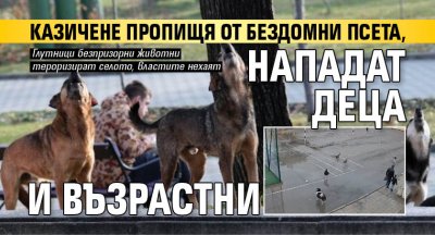 Казичене пропищя от бездомни псета, нападат деца и възрастни