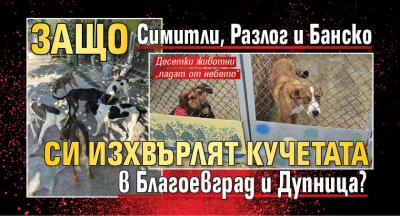 Защо Симитли, Разлог и Банско си изхвърлят кучетата в Благоевград и Дупница?