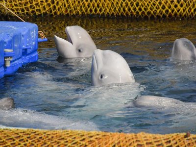 Канадски увеселителен парк се закани да умъртви 30 кита
