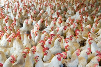 Нидерландия унищожава над 160 000 кокошки заради огнище на птичи грип
