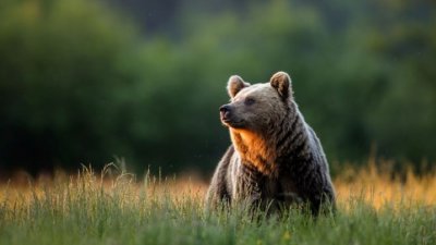 Издадоха две разрешения за отстрел на мечки в Триград