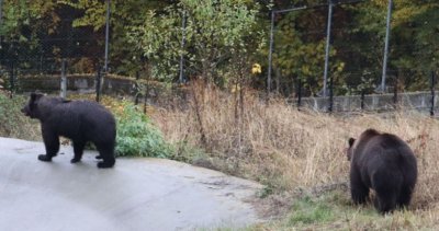 Паркът за мечки в Белица приюти украински мечоци