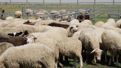 Откриха антракс край Харманли, няма засегнати хора