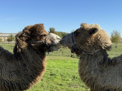 Камилите Кали и Фреди са новите обитатели на бургаския зоопарк (ФОТО)