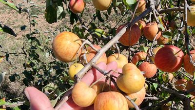 И ябълки няма тази година заради сланите през април