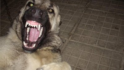 Зли кучета повалиха на земята 91-годишен дядо и оглозгаха крака му 