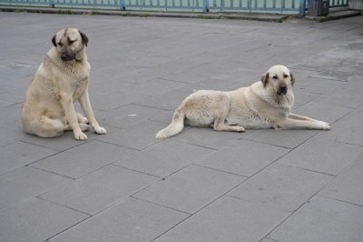 Застреляха две кучета