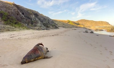 Откриха 112 мъртви тюлена на брега на Каспийско море